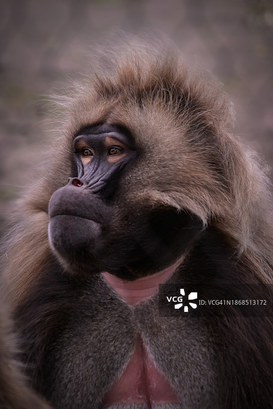 荷兰鹿特丹凝视远方的狮尾狒特写图片素材