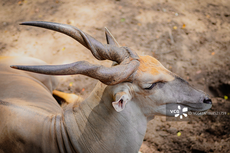 越南田野上的动物头骨特写图片素材