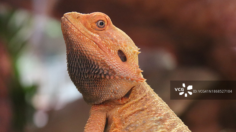 鬣蜥特写，瑞士图片素材