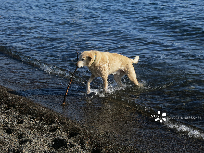 美国加州太浩市沙滩拉布拉多犬高机位图片素材