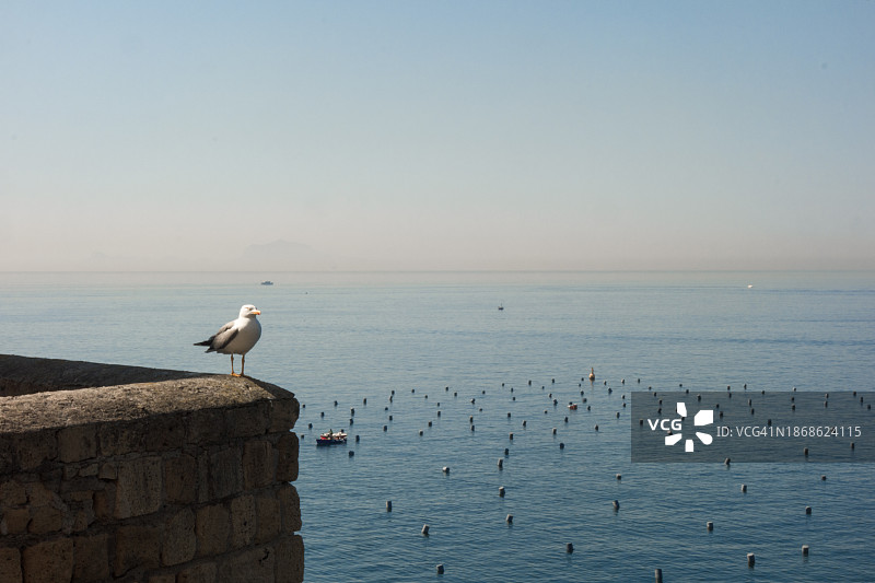 那不勒斯海滩上的海鸥，意大利坎帕尼亚图片素材