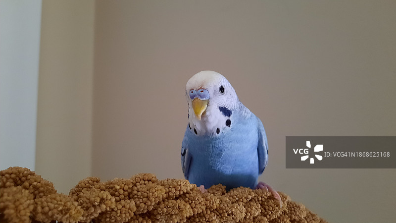 鹦鹉栖息在墙上的特写镜头图片素材