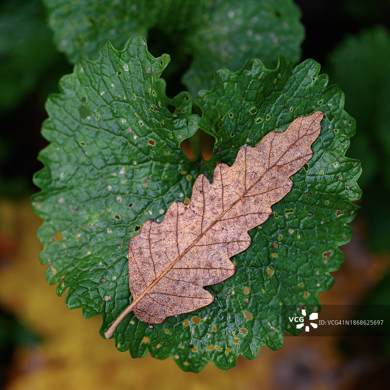 叶子上潮湿的叶子特写图片素材