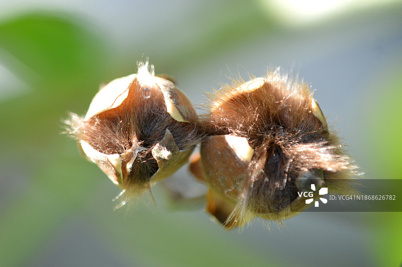 枯萎的花朵特写，巴西伯南布哥州卡马拉吉比图片素材