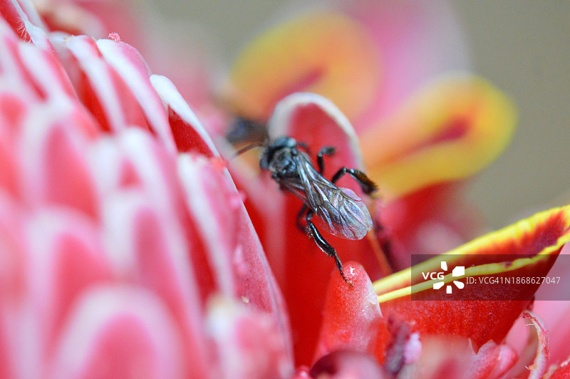 花朵上的昆虫特写，巴西伯南布哥州卡马拉吉比图片素材