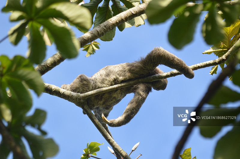 从低角度看巴西伯南布哥州卡马拉吉比的树上的猴子图片素材