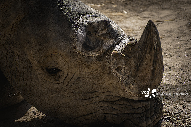 白色犀牛特写图片素材