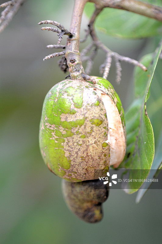 树上生长的水果特写图片素材