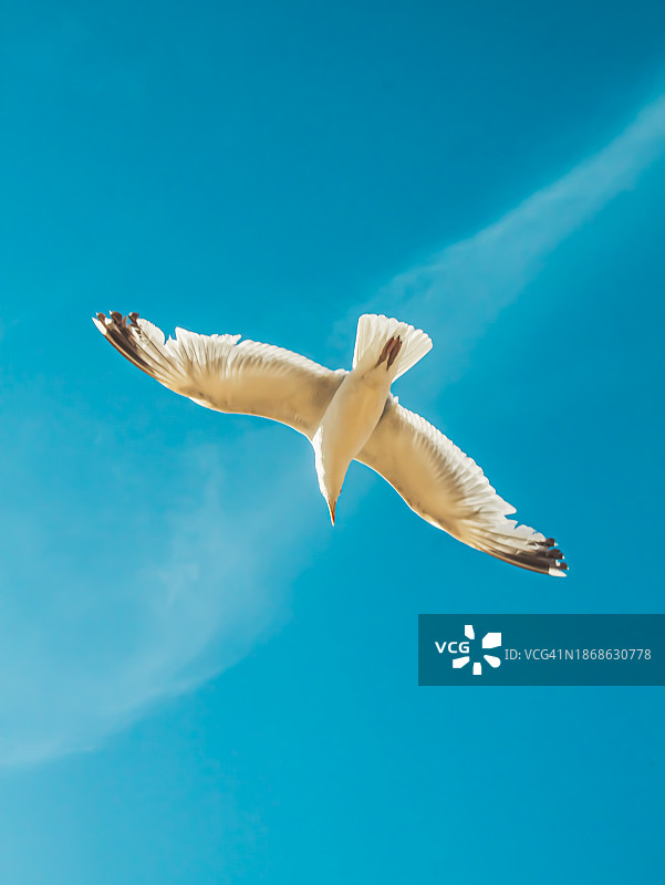 海鸥在蓝天下飞翔的仰视景观图片素材