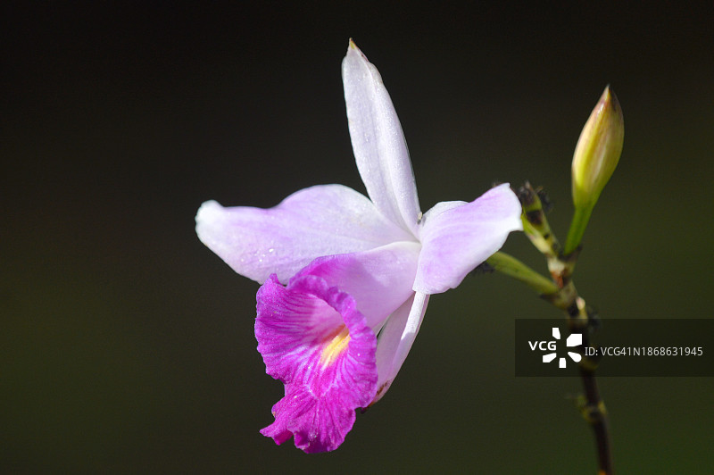 黑色背景下粉色花朵的特写图片素材