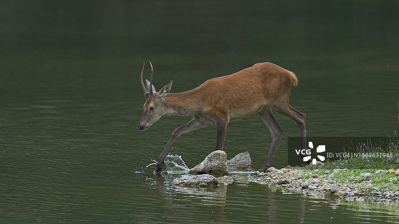 站在湖中狍鹿的侧面像图片素材