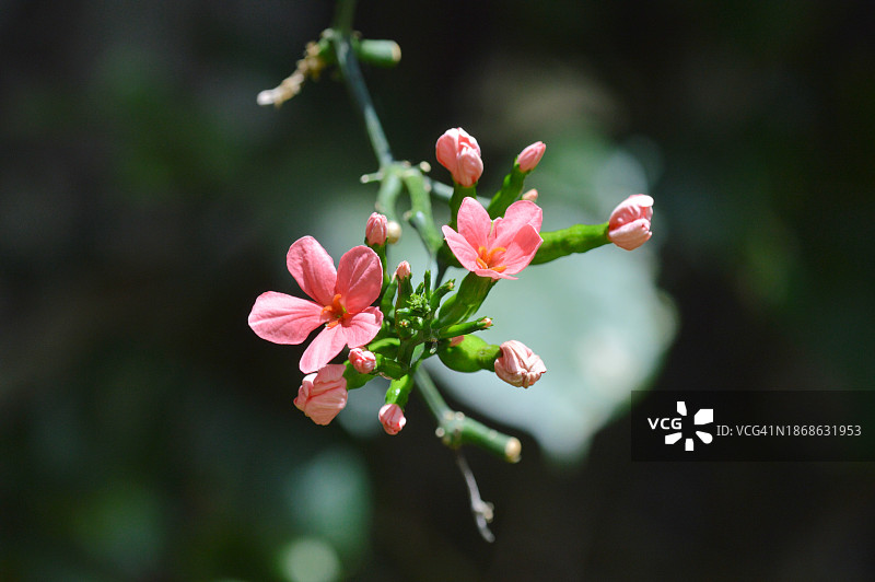 粉色开花植物特写图片素材