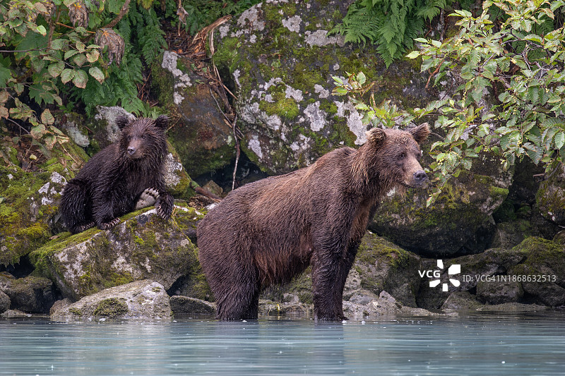 阿拉斯加美国河流中的雌性驼鹿图片素材