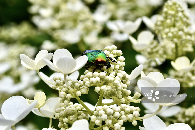 俄罗斯白色开花植物上的昆虫特写图片素材