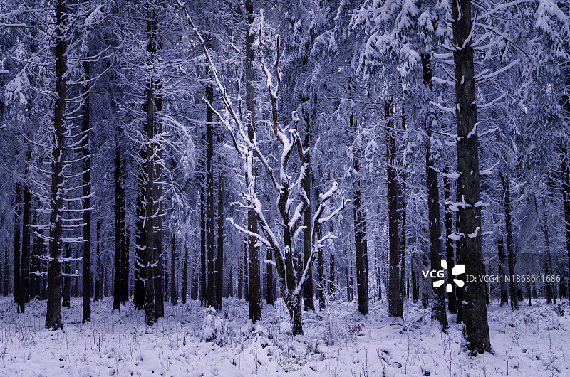 德国冬季森林中的树木图片素材