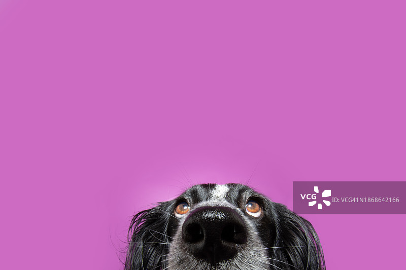 粉色背景下的狗狗近景特写图片素材