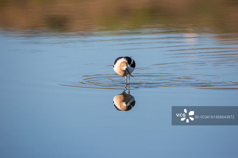 美国加州弗里蒙特翠鸟图片素材