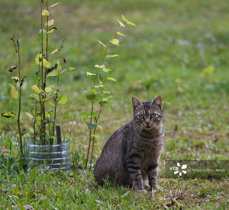 猫咪肖像，俄罗斯田野上图片素材