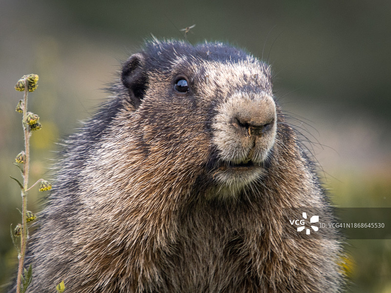 草原土拨鼠特写图片素材