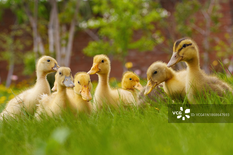 田野上的小鸭特写图片素材