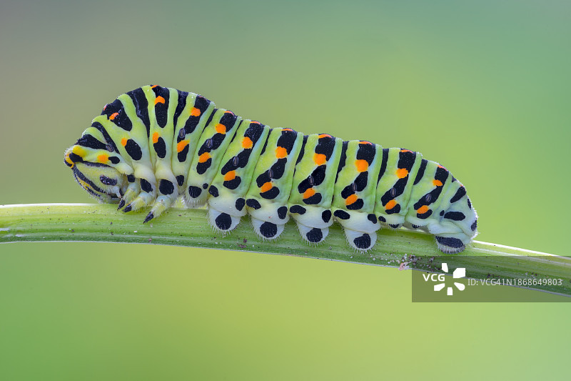 蝴蝶在树叶上的特写图片素材