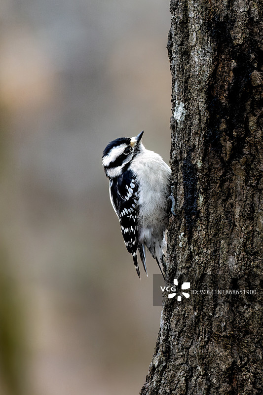 美国佐治亚州奇atham山小径上栖息在树干上的啄木鸟特写图片素材