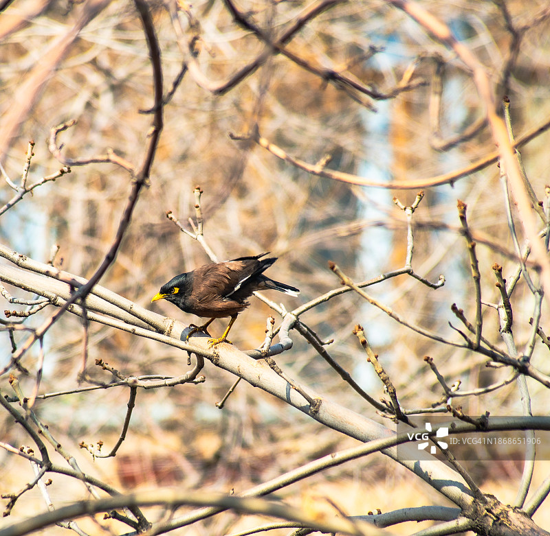 栖息在树枝上的鸣禽特写，阿拉木图，哈萨克斯坦图片素材