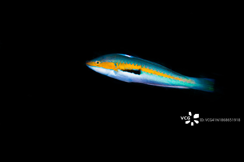 黑色背景下的隆头鱼特写图片素材