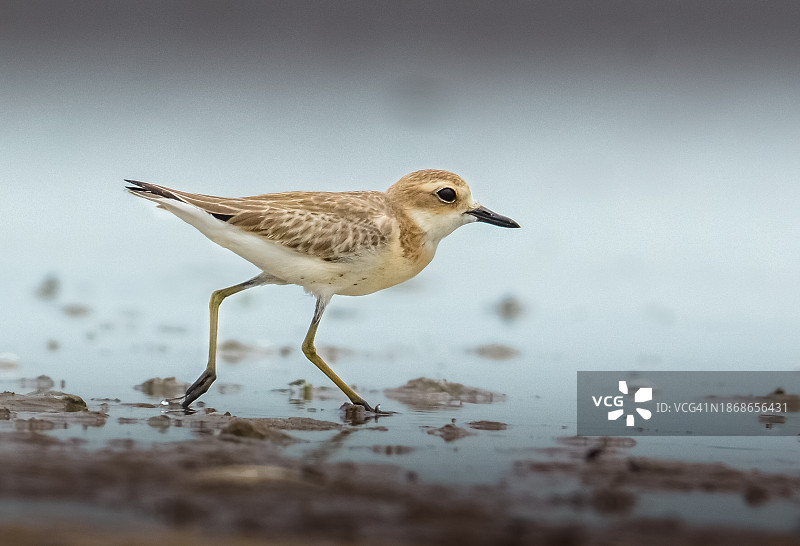 矶鹬在海滩上栖息的特写图片素材