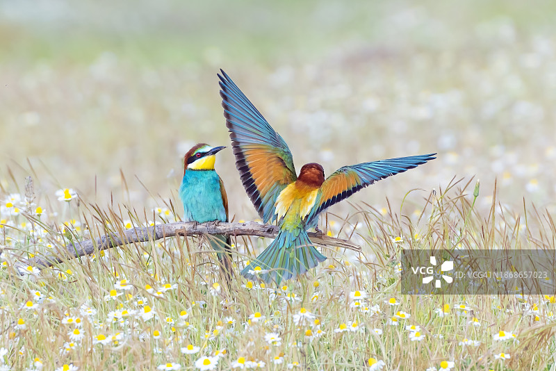 蜂鸟采蜜特写图片素材