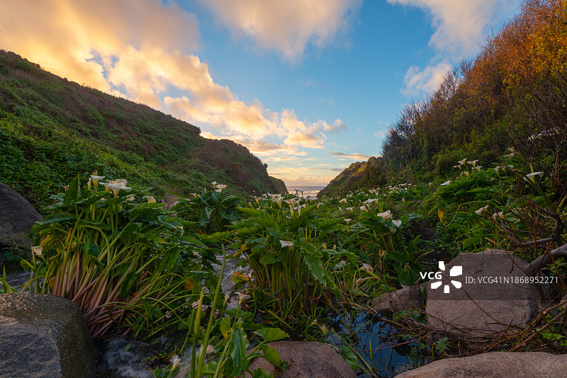 中国加州大苏尔的马蹄莲谷图片素材