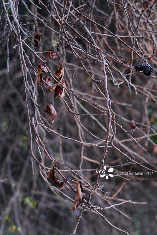 讲述悲伤故事的照片图片素材