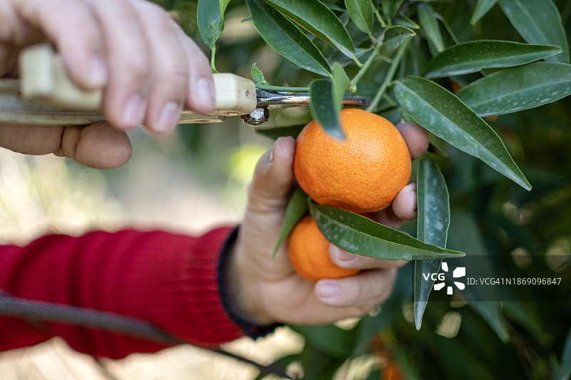 采摘橘子的园丁图片素材