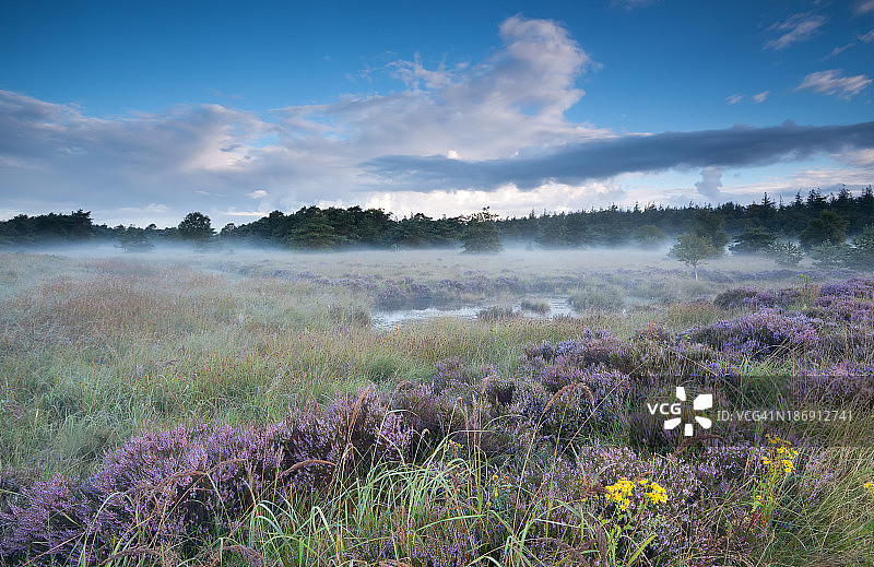 雾蒙蒙的早晨中的沼泽和开花的石楠花图片素材