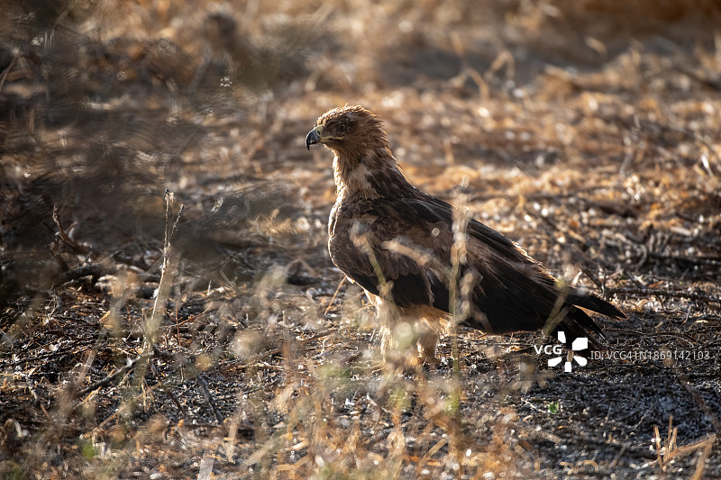 塔兰吉雷国家公园的草原雕图片素材
