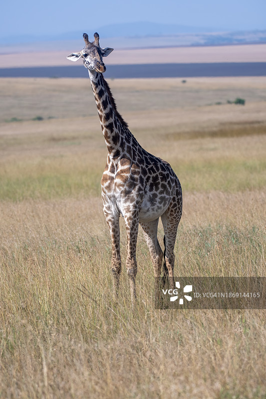 塞伦盖蒂国家公园平原上，以美丽草原为背景的长颈鹿竖版照片，坦桑尼亚图片素材
