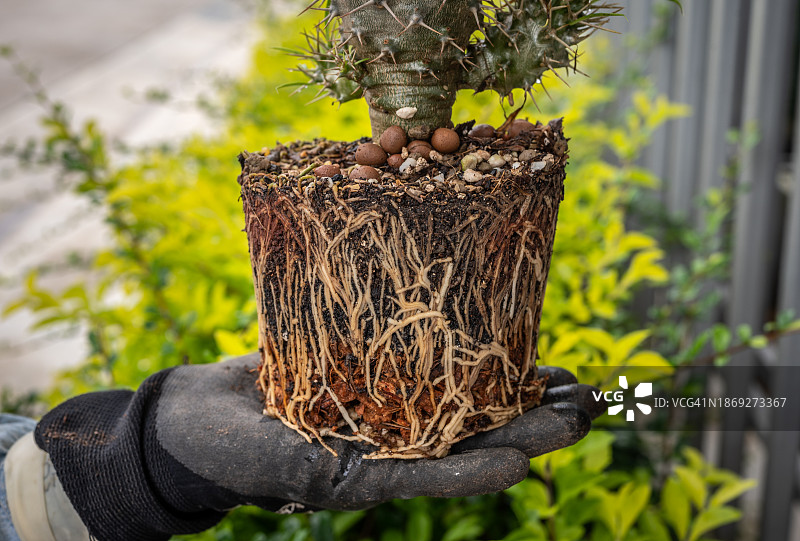 园丁手持马达加斯加棕榈准备种植图片素材