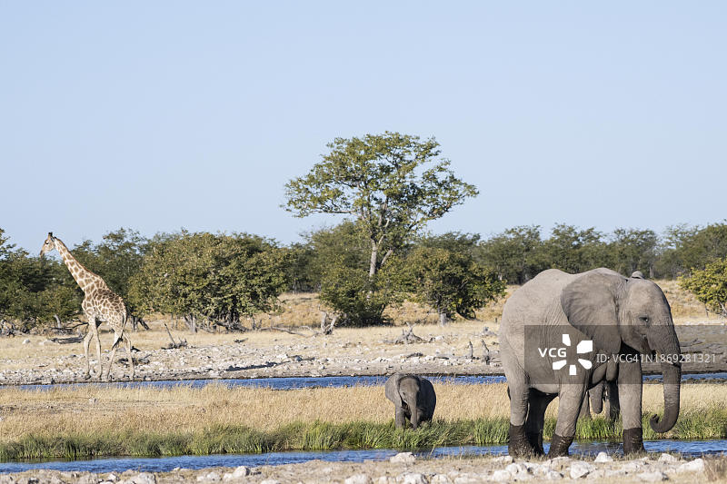 非洲纳米比亚埃托沙国家公园水塘边的大象母子图片素材