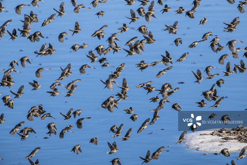 红嘴奎利亚雀，埃托沙国家公园，库内内区，纳米比亚，非洲图片素材