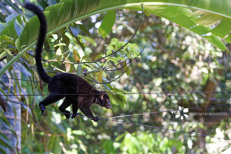黑狐猴，非洲马达加斯加图片素材