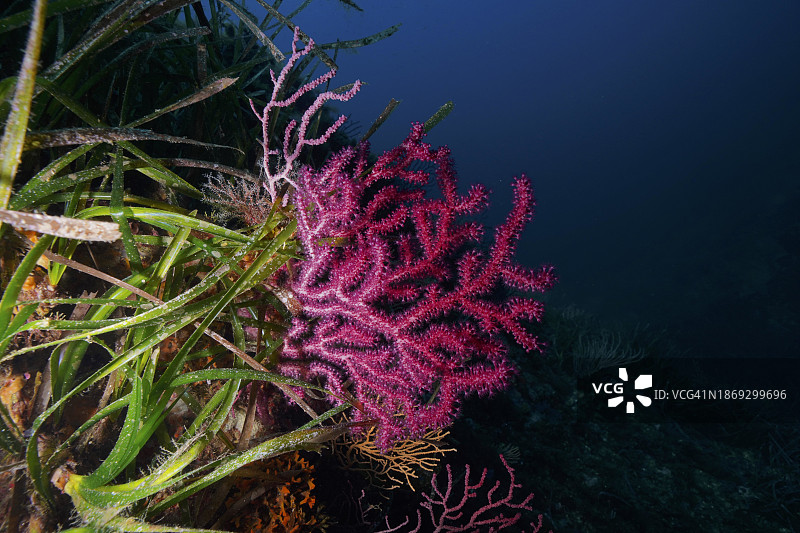 地中海的紫红色海鞭图片素材