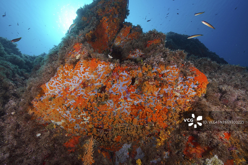 地中海的黄色簇海葵和橙色海绵图片素材