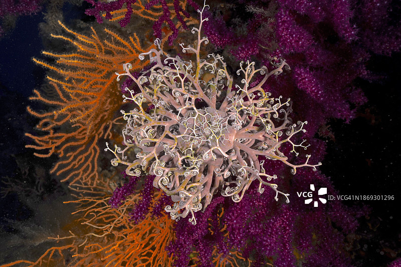 地中海篮状海星在地中海耶尔附近的色彩爆发图片素材