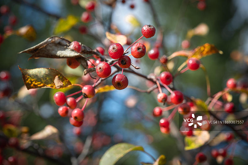 蒙古色楞格省的野生小苹果图片素材