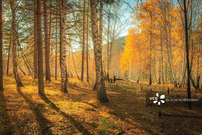 蒙古国色楞格省的秋天图片素材