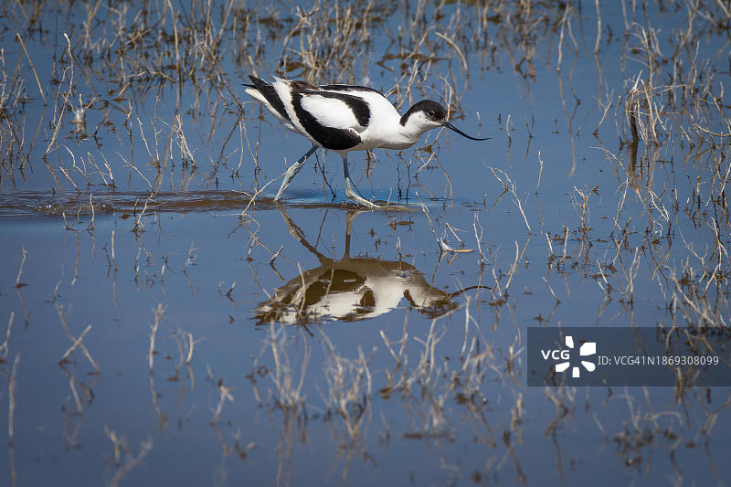 黑头反嘴鹬，蒙古，亚洲图片素材