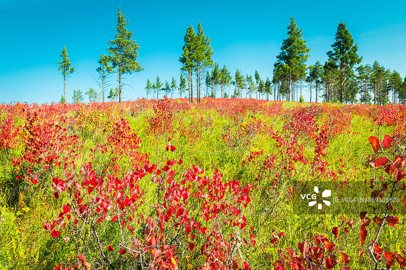 亚洲蒙古国色楞格省的秋色图片素材