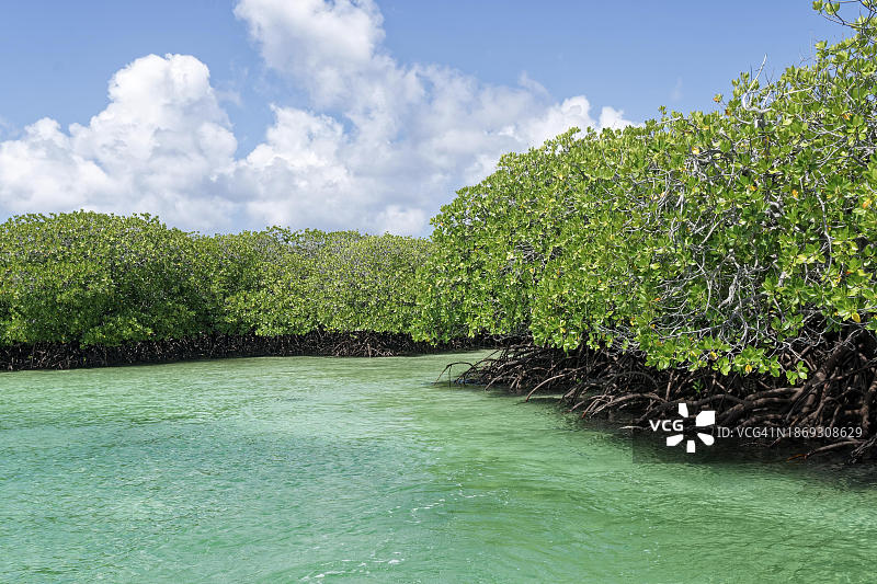 塞舌尔阿尔达布拉环礁红树林、碧绿海水与蓝天白云。图片素材
