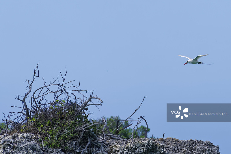 红嘴热带鸟及其鸟巢，联合国教科文组织世界遗产，阿尔达布拉环礁，塞舌尔，非洲图片素材
