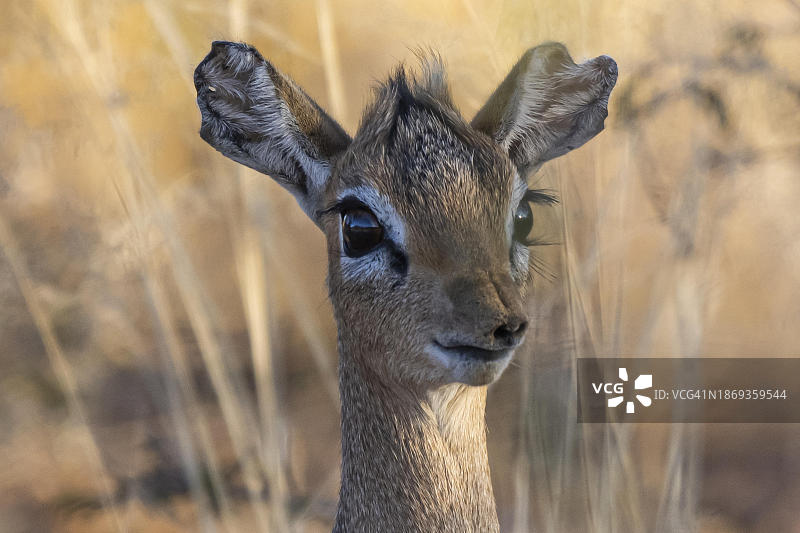 达马拉岛侏羚或柯氏岛侏羚（雌性），纳米比亚埃托沙翁古玛私人禁猎区，非洲图片素材